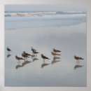 Search for shore birds posters Beach