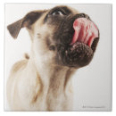 Search for dog breeds tiles Animal