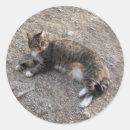 Recherche de tabby cat stickers Animaux domestiques