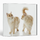 Search for veterinary binders Cute