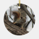 Search for red squirrel ornaments Nature