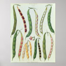 Recherche de haricot posters Légume