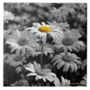 Search for black and white daisy flowers tiles Nature