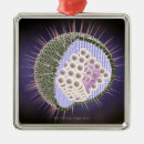 Search for virus ornaments Herpes