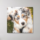 Recherche de chien de berger australien art Chiot