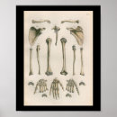Recherche de os humains Anatomie