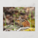 Recherche de raie cartes postales Mignon
