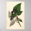 Recherche de blackberry art Mûres