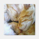 Recherche de caresse magnets Mignon