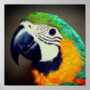 Search for gold macaw posters Parrot
