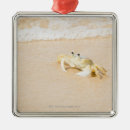 Recherche de crabe ornements Vacances