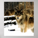Search for wildlife posters Wolves