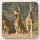 Recherche de girafes dessous de verres Faune sauvage