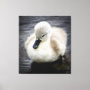 Recherche de natation photographie Un animal