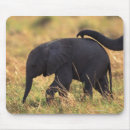 Recherche de kenya tapis souris Faune