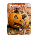 Recherche de de chaton magnets Animaux