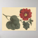 Search for hollyhocks posters Vintage