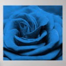 Search for rose macro posters Nature