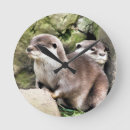 Search for otter clocks Mustelids