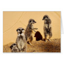 Search for meercat Zoo