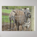 Search for zebra birthday posters Stripes