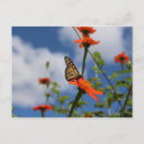 Recherche de papillon de monarque cartes postales Été