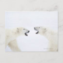 Search for confrontational postcards Animal