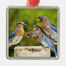 Search for bluebird ornaments Birding