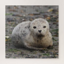 Search for seal puzzles Nature