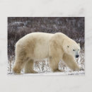Search for hudson bay postcards Churchill