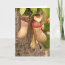 Search for carnivore cards Jungle