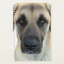 Search for anatolian shepherd Turkish