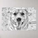 Search for happy dog posters Animal lover