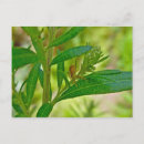 Recherche de tiny cartes postales Animal