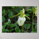 Recherche de dab posters Fleurs