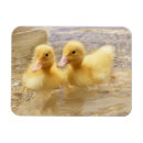 Recherche de jaune magnets Photos