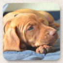 Recherche de pattes chiot de dessous de verres Animal