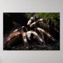 Recherche de tarantula posters Invertébrés