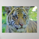 Search for tiger cub posters Siberian
