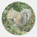 Search for gray squirrel stickers Cute