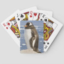 Search for penguins playing cards Gentoo penguin