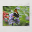 Search for butterfly garden postcards Colourful