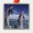 Search for dolphins ornaments Bottlenose dolphin