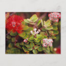 Search for big flower postcards Flora