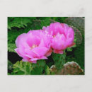 Search for backyard postcards Flower