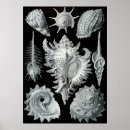 Recherche de méduses art Vintage