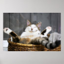 Recherche de funny cat posters Feline