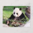 Recherche de pandas géants cartes postales Ours