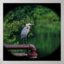Recherche de hérons art Oiseau