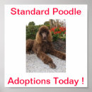 Recherche de caniche posters Chien